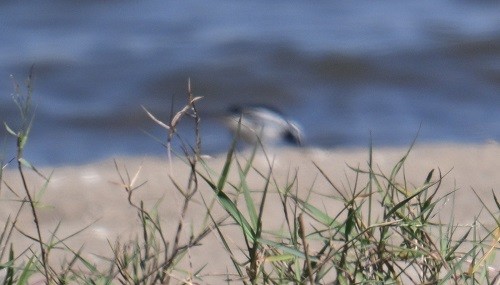 Bergeronnette indienne - ML647073481