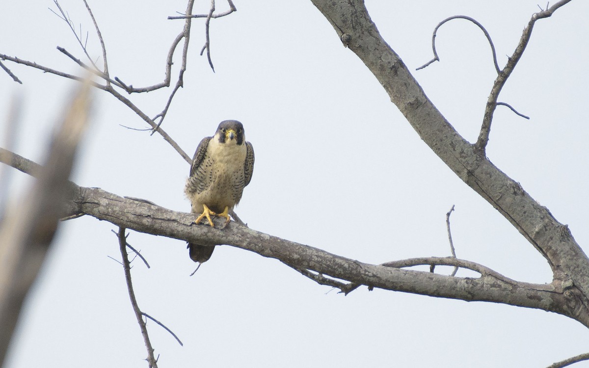 Faucon pèlerin - ML647073482