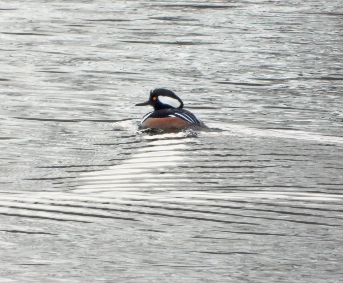 Harle couronné - ML647073484