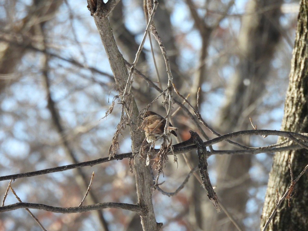 Grive solitaire - ML647073487