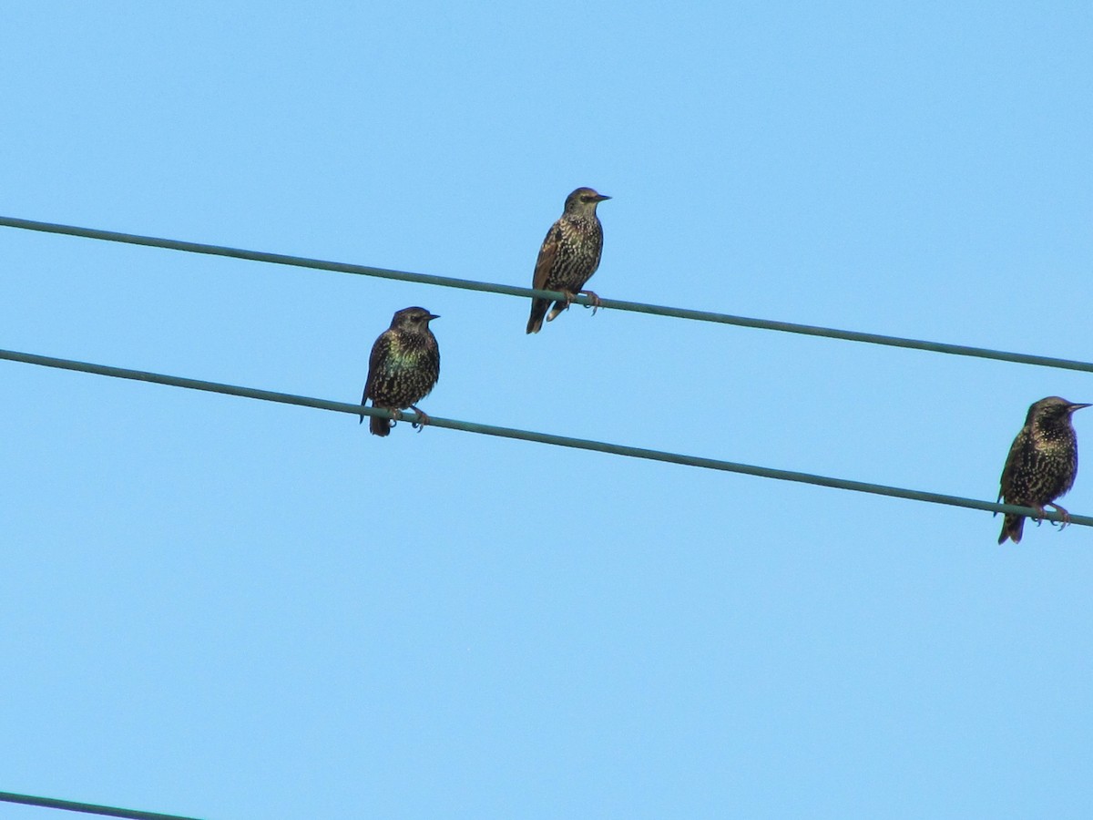 Étourneau sansonnet - ML647073494