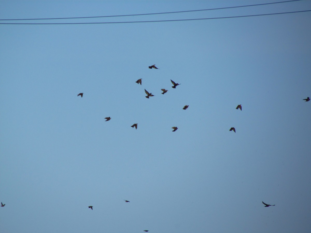 Étourneau sansonnet - ML647073495