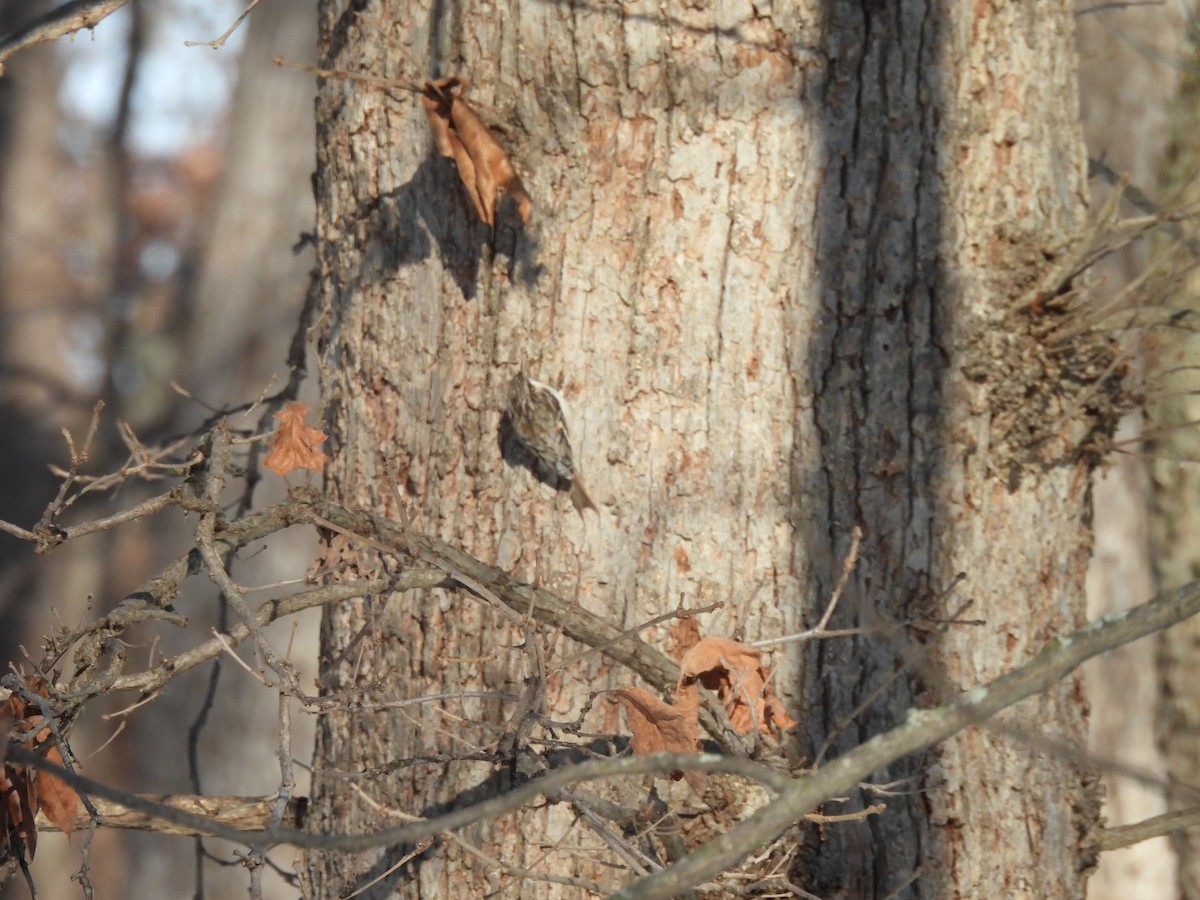 Grimpereau brun - ML647073496