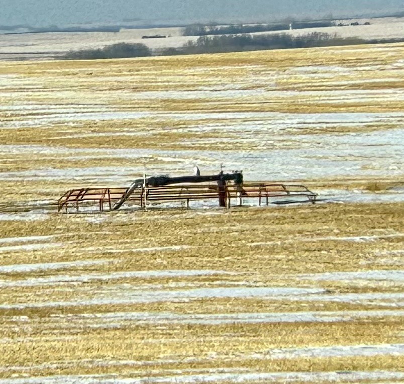 Harfang des neiges - ML647073497