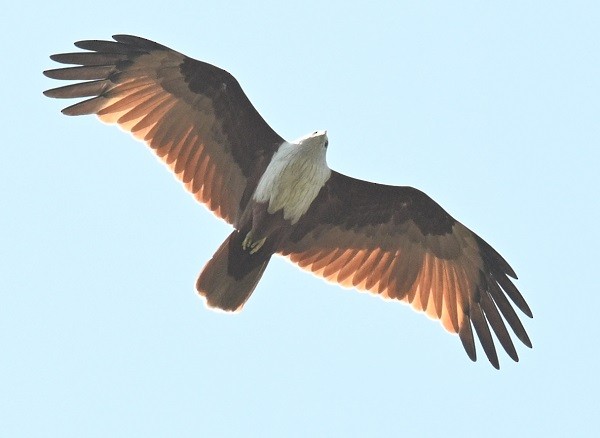 Milan sacré - ML647073500