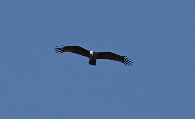 Milan sacré - ML647073501