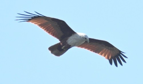 Milan sacré - ML647073502