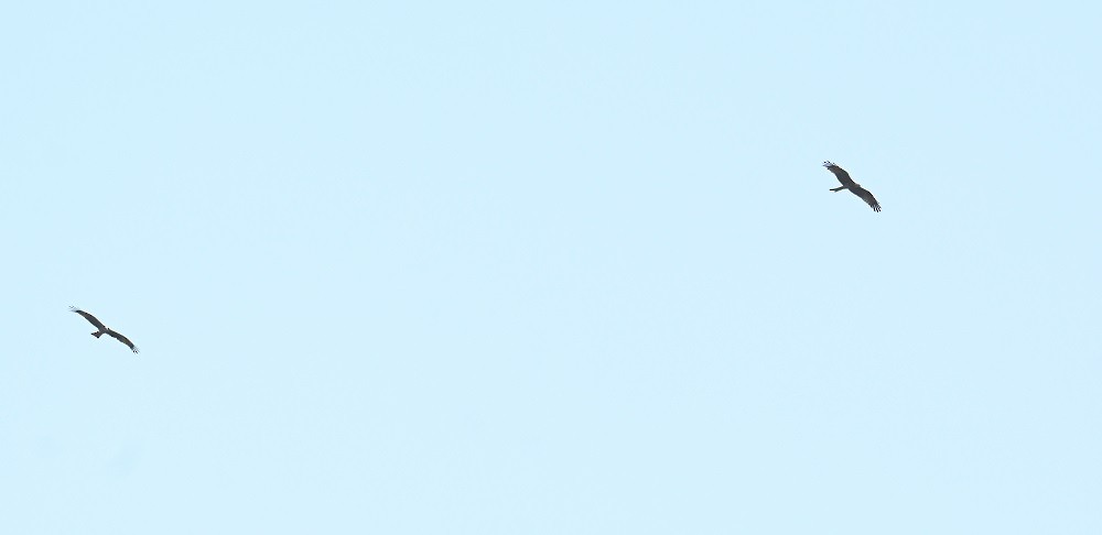 Milan noir - ML647073503