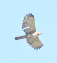 Circaète Jean-le-Blanc - ML647073504