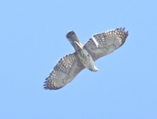 Circaète Jean-le-Blanc - ML647073505