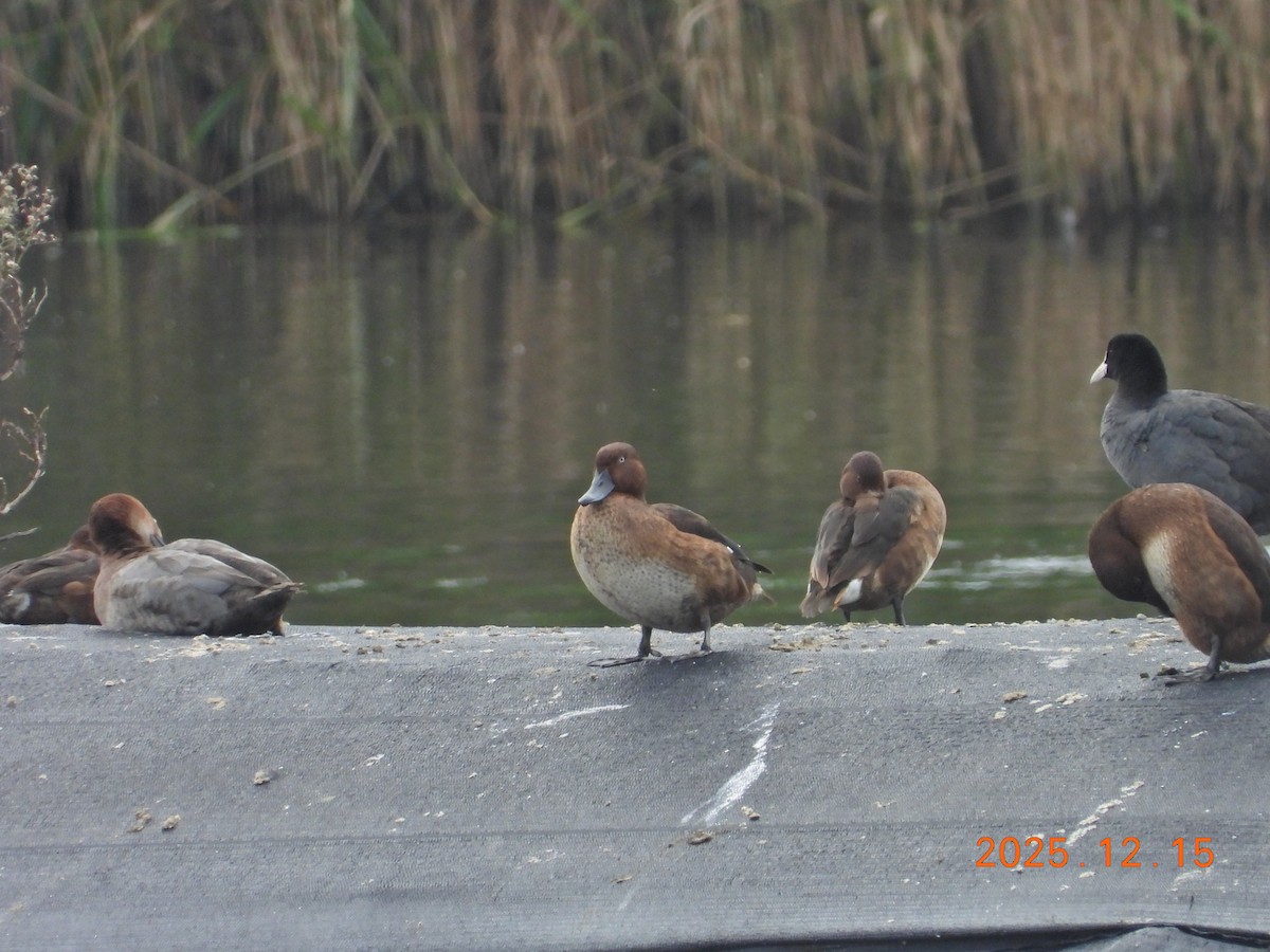 Ferruginous Duck - ML647073511