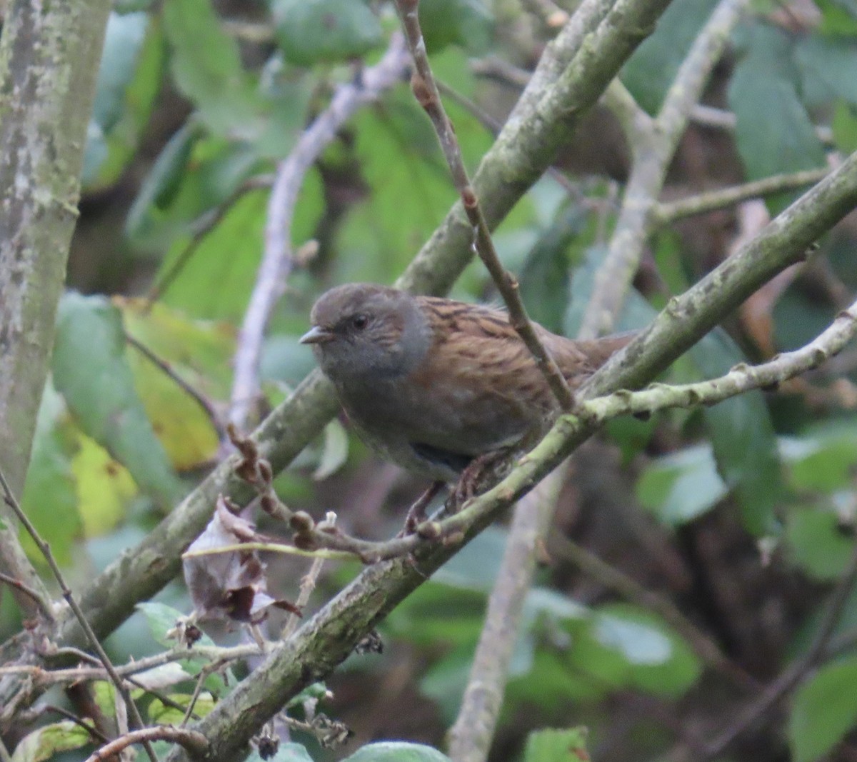 pěvuška modrá - ML647073513