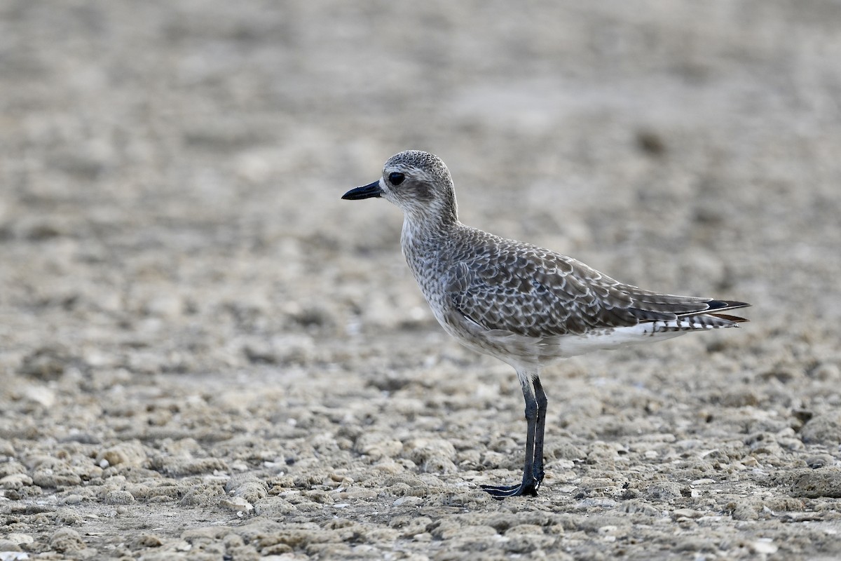 Pluvier argenté - ML647073524