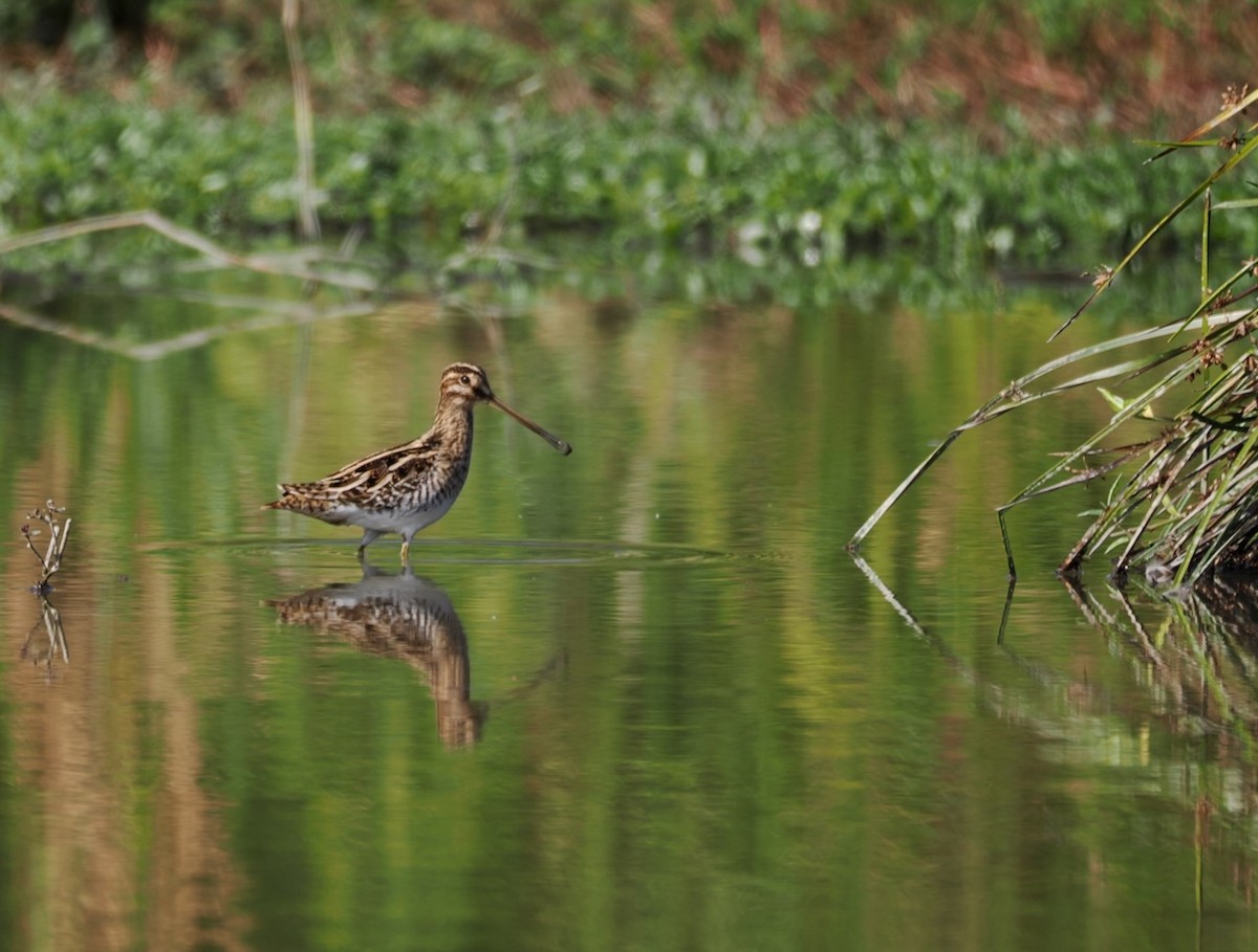 Common Snipe - ML647073528
