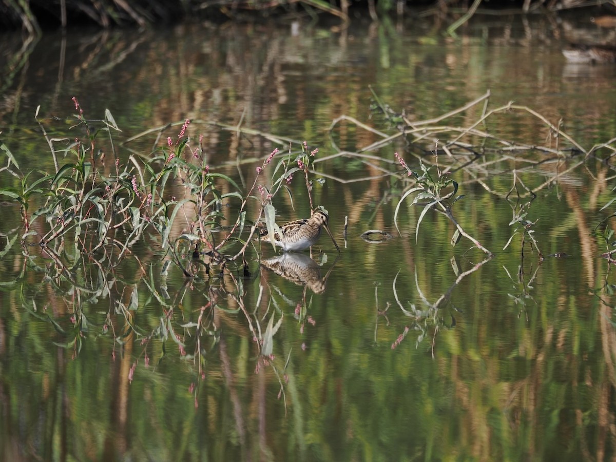 Common Snipe - ML647073529