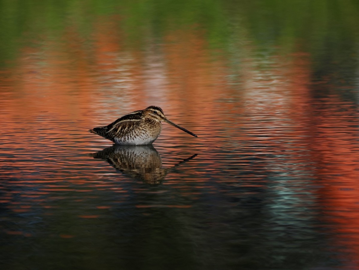 Common Snipe - ML647073530