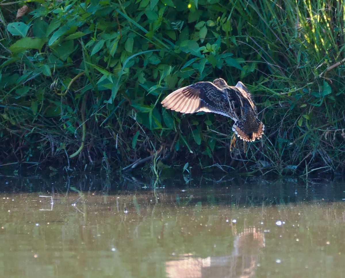 חרטומית ביצות - ML647073531