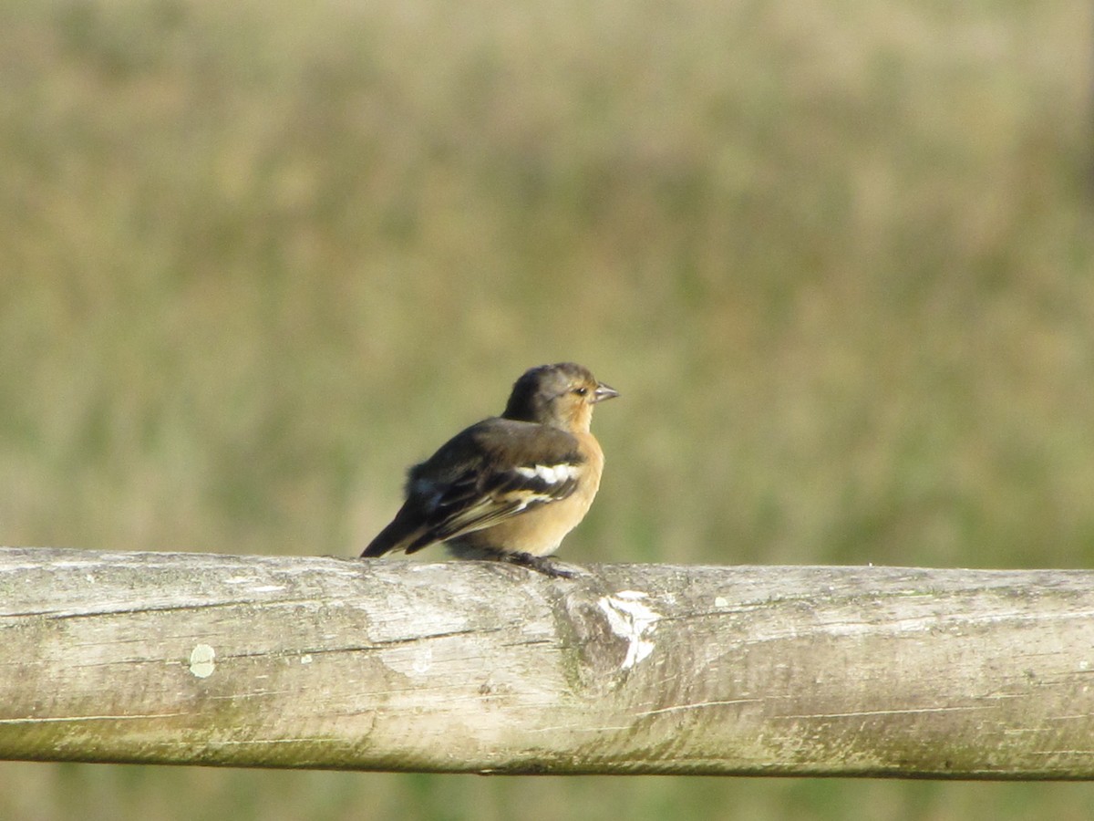 Azores Chaffinch - ML647073537
