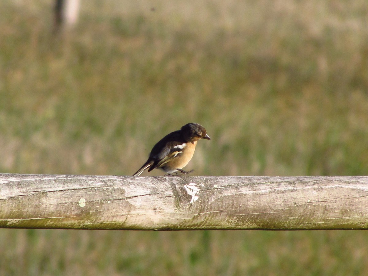 Azores Chaffinch - ML647073538