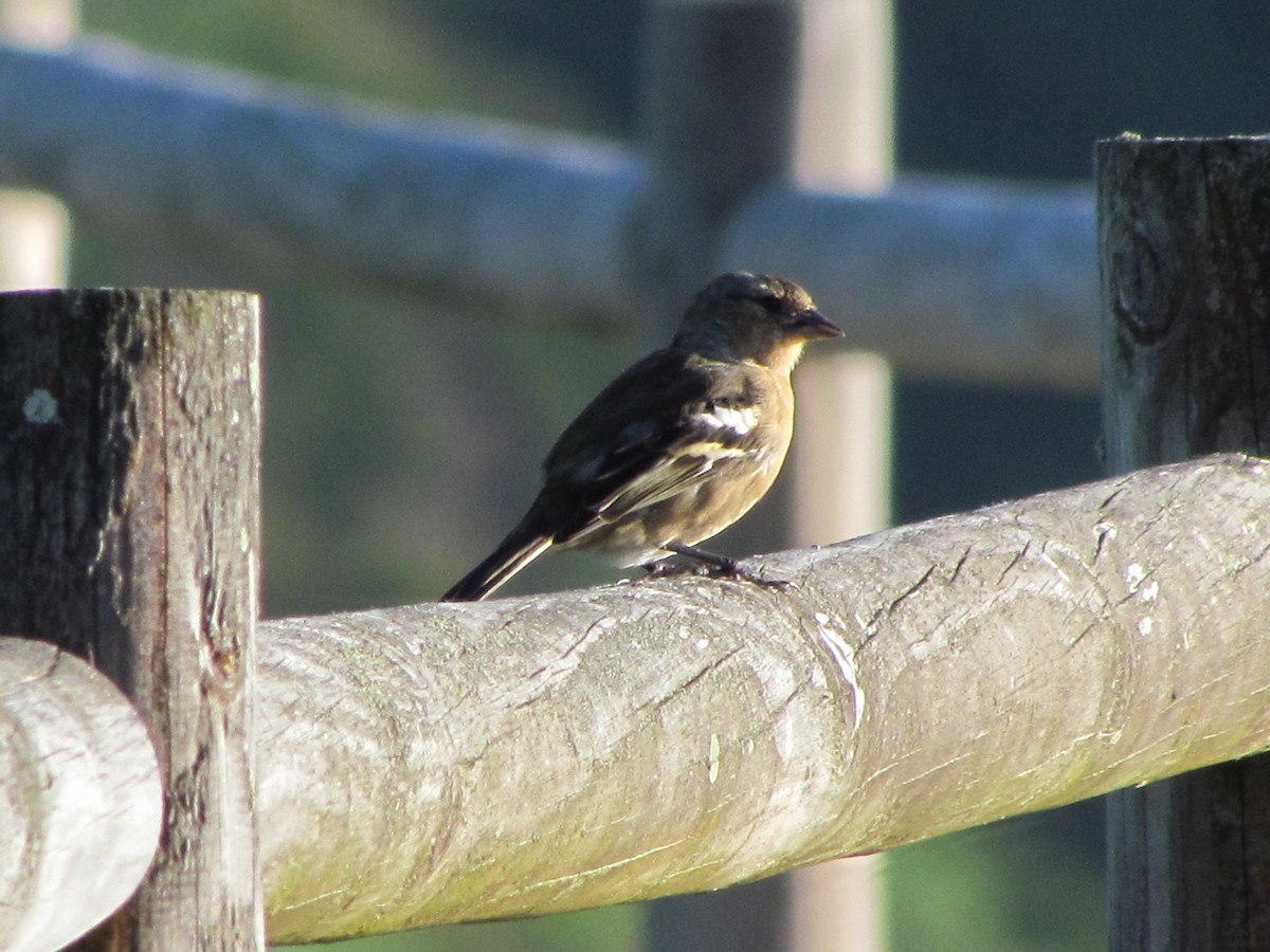Azores Chaffinch - ML647073539