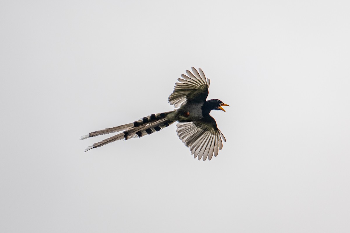 Yellow-billed Blue-Magpie - ML647073544