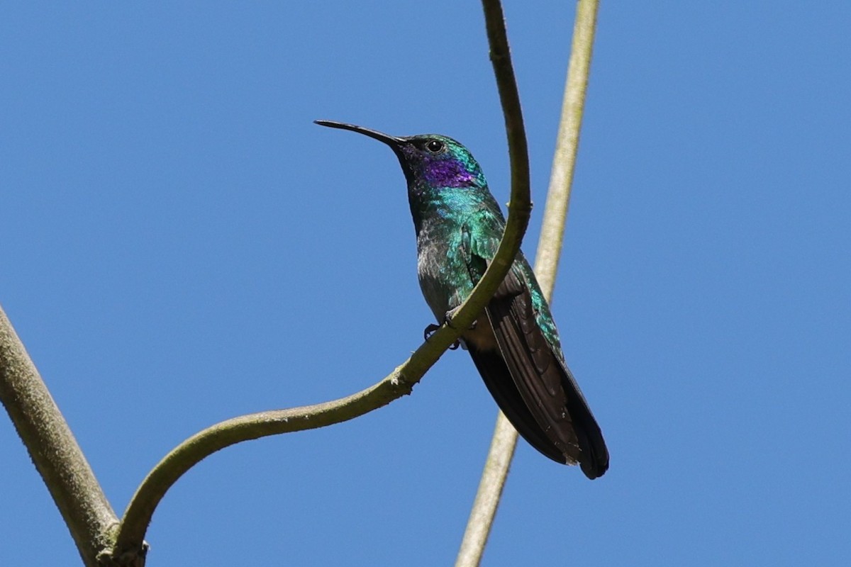 Colibri thalassin - ML647073545