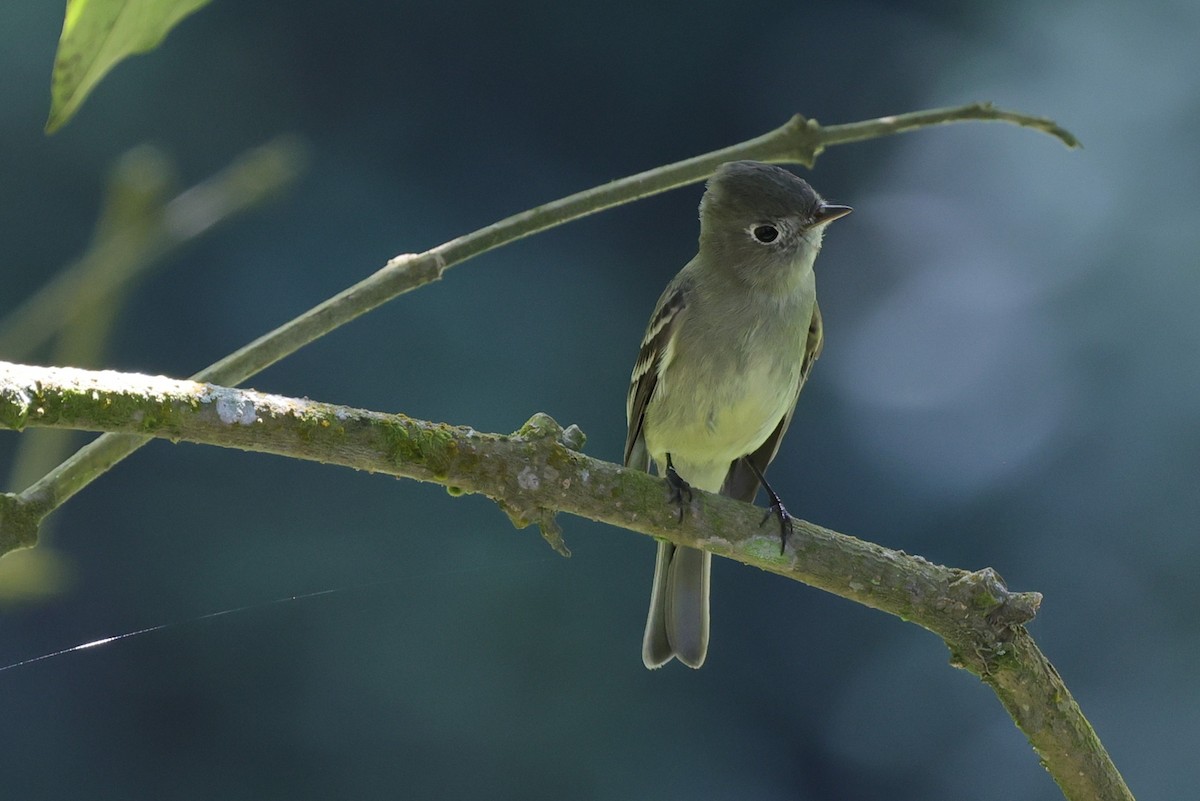 Hammond's Flycatcher - ML647073552