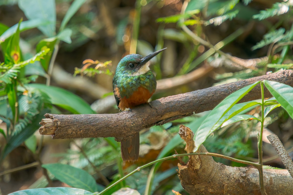 Rufous-tailed Jacamar - ML647073555