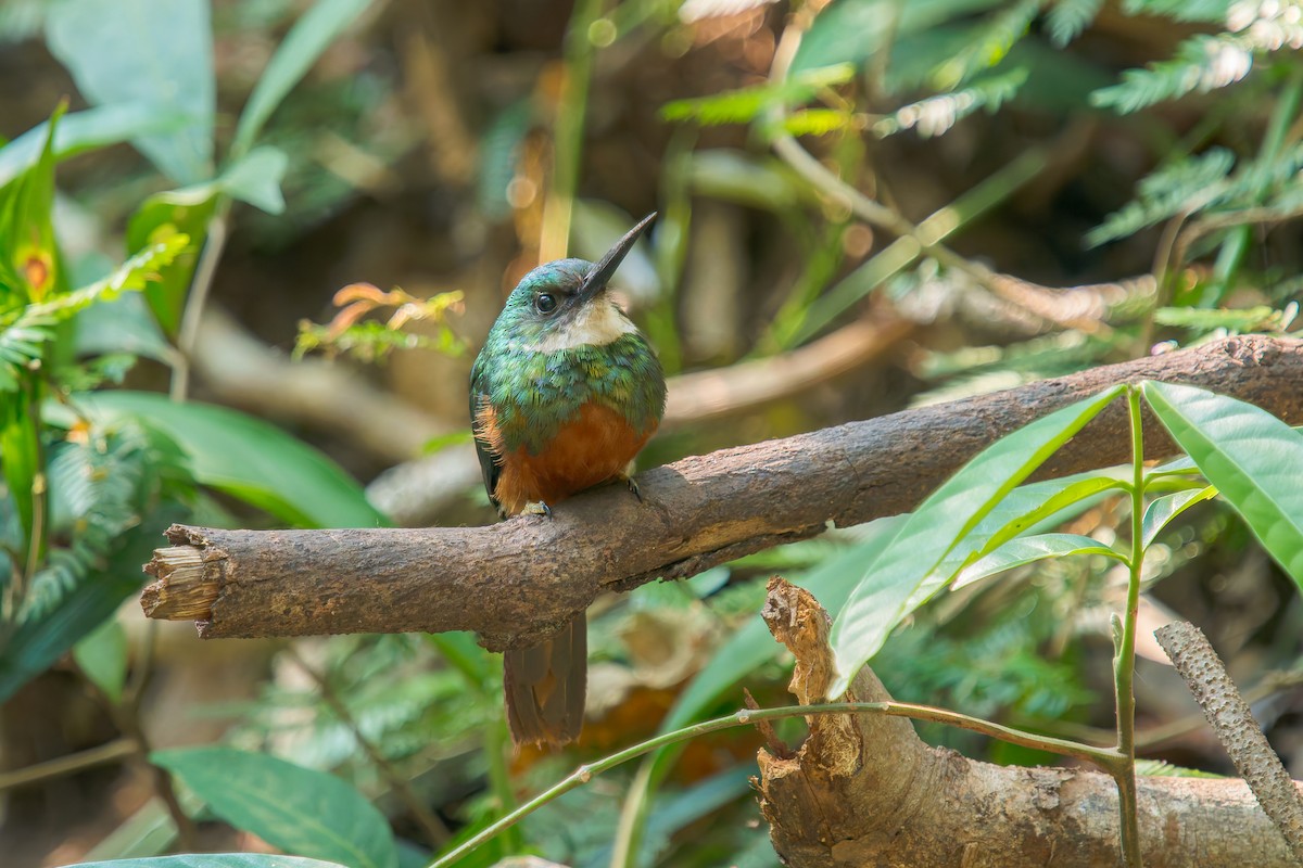 Rufous-tailed Jacamar - ML647073556