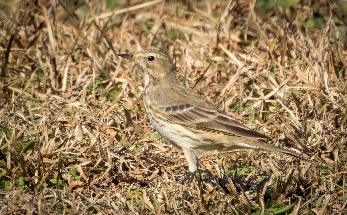 American Pipit - ML647073559