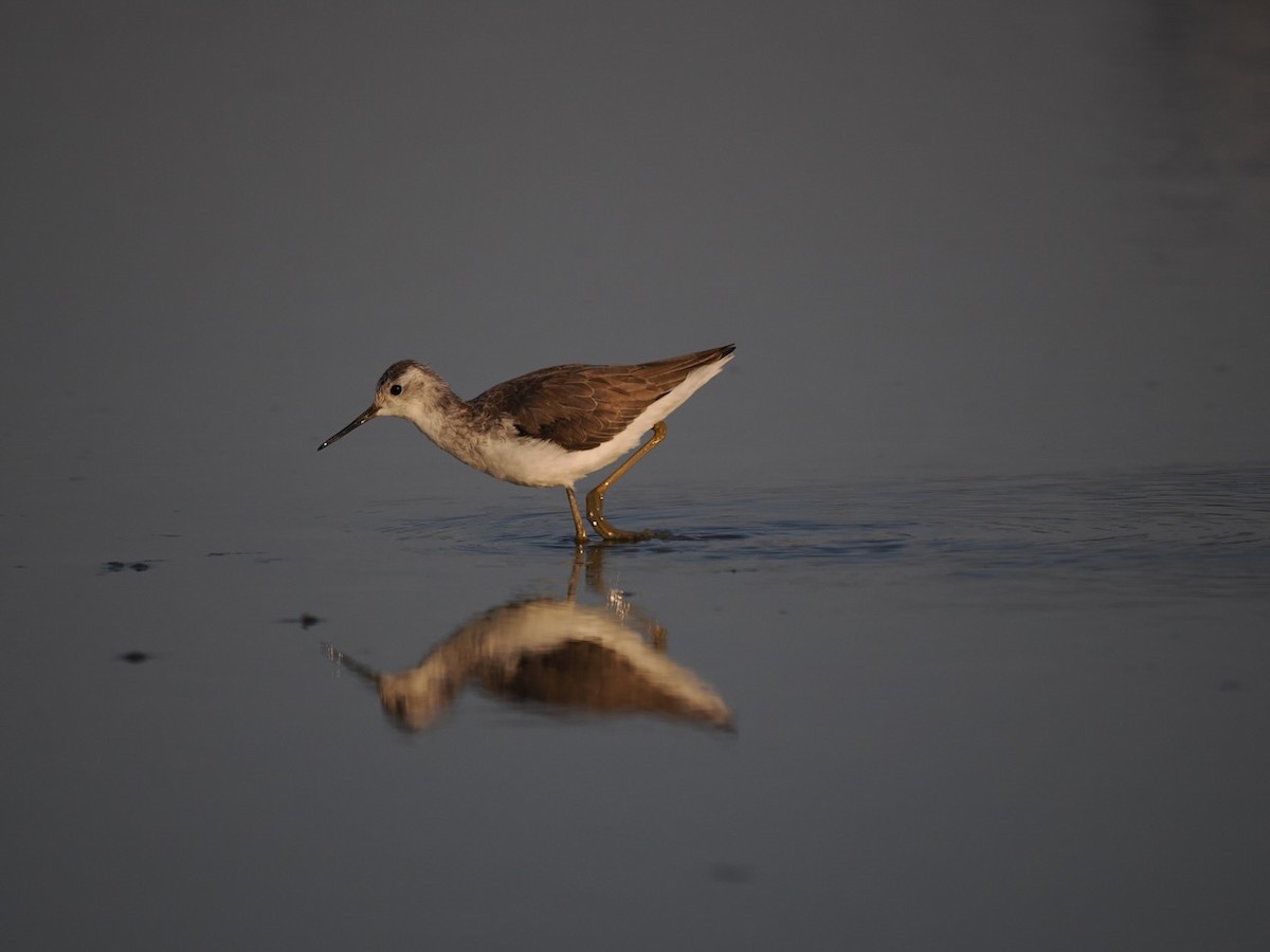 Marsh Sandpiper - ML647073560