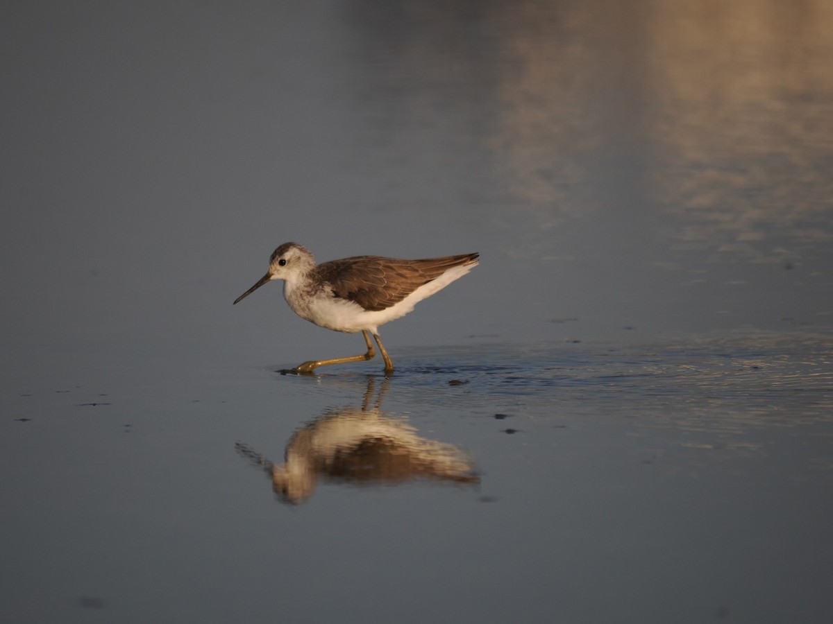 Marsh Sandpiper - ML647073561