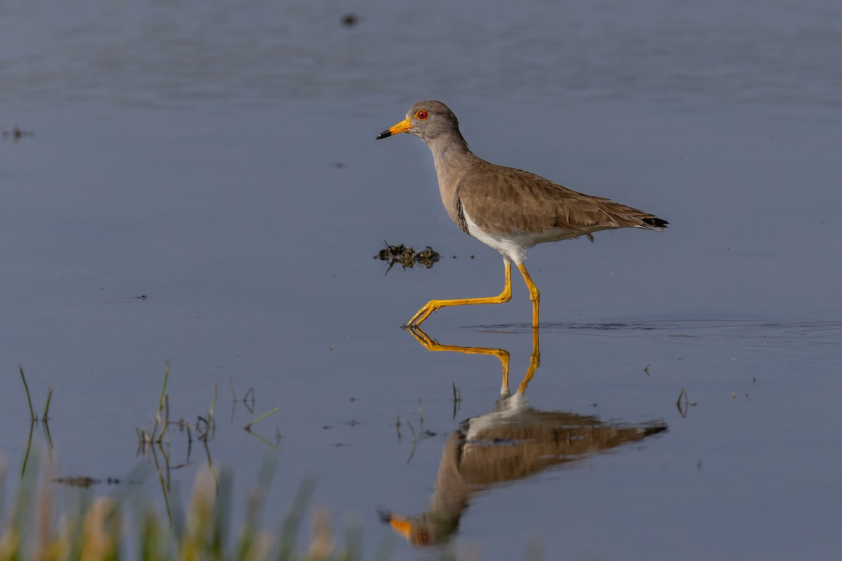Gray-headed Lapwing - ML647073567