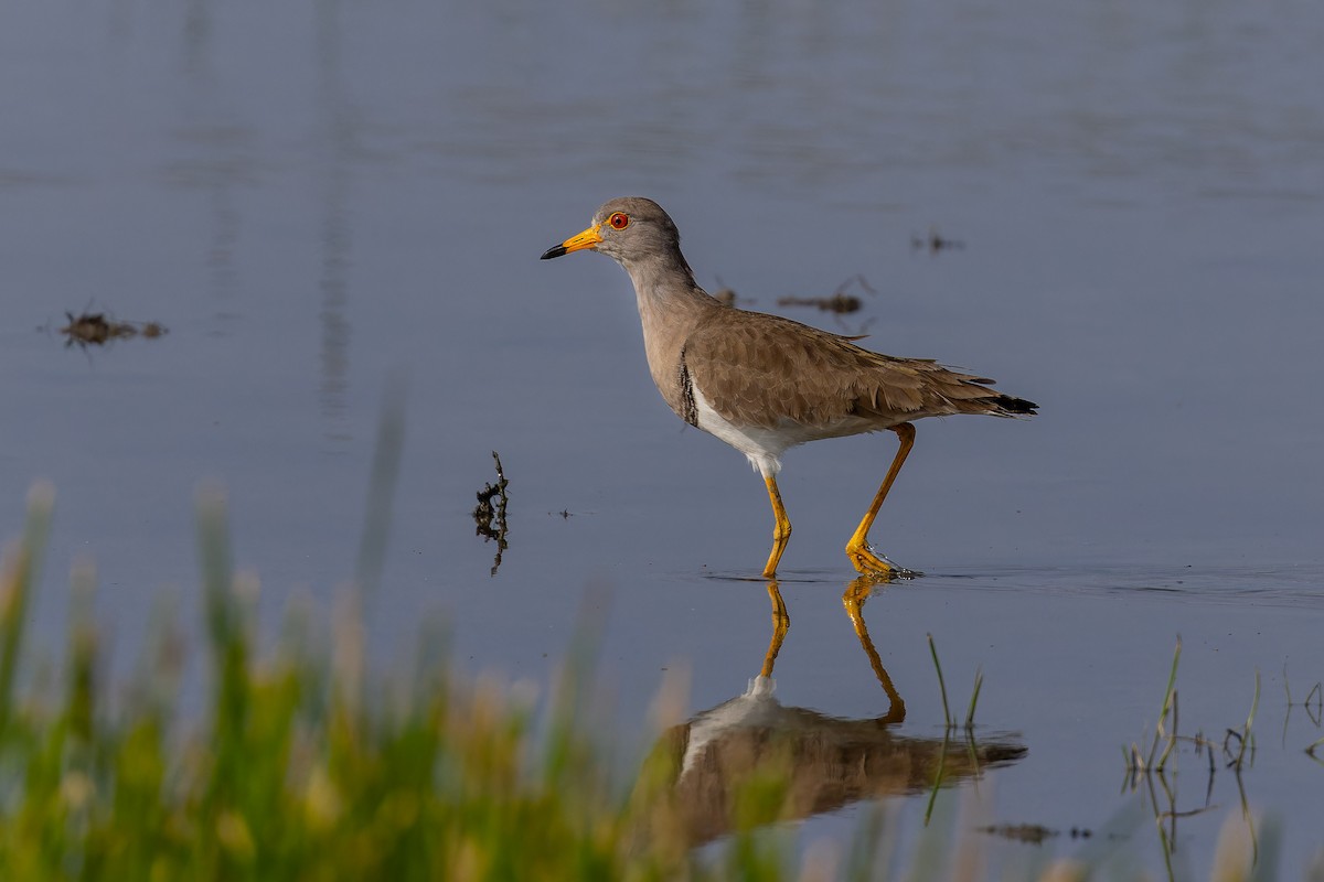 Gray-headed Lapwing - ML647073568