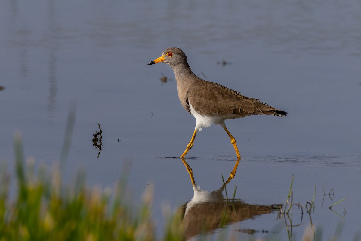 Gray-headed Lapwing - ML647073569
