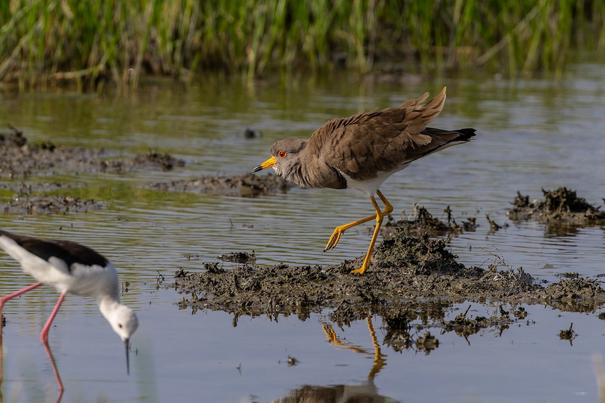 Gray-headed Lapwing - ML647073570