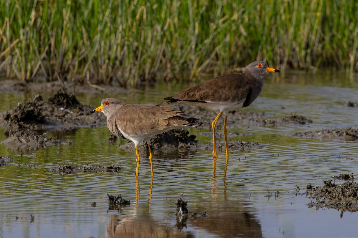 Gray-headed Lapwing - ML647073571