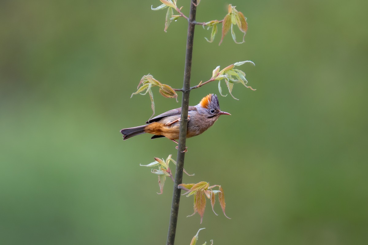 rustnakkeyuhina - ML647073580