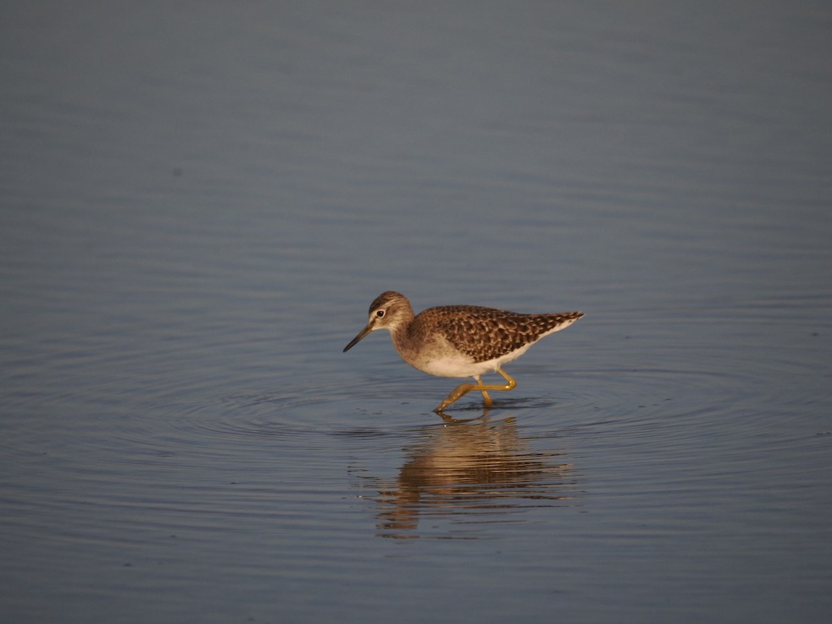 vodouš bahenní - ML647073581