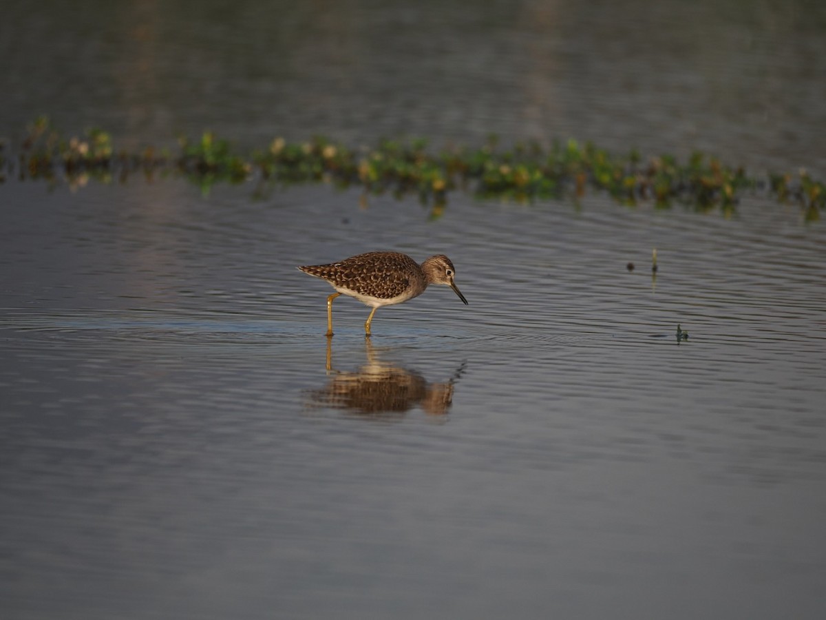 vodouš bahenní - ML647073582