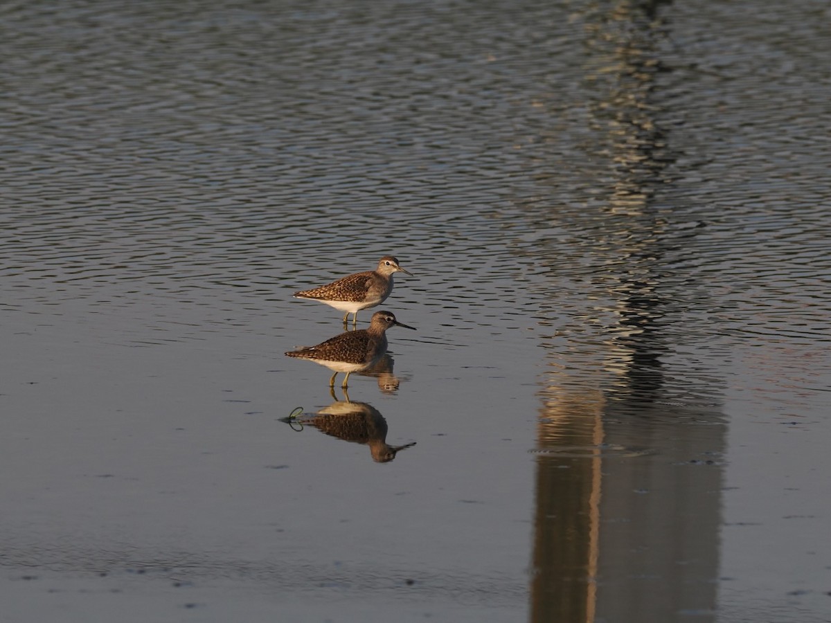 vodouš bahenní - ML647073583