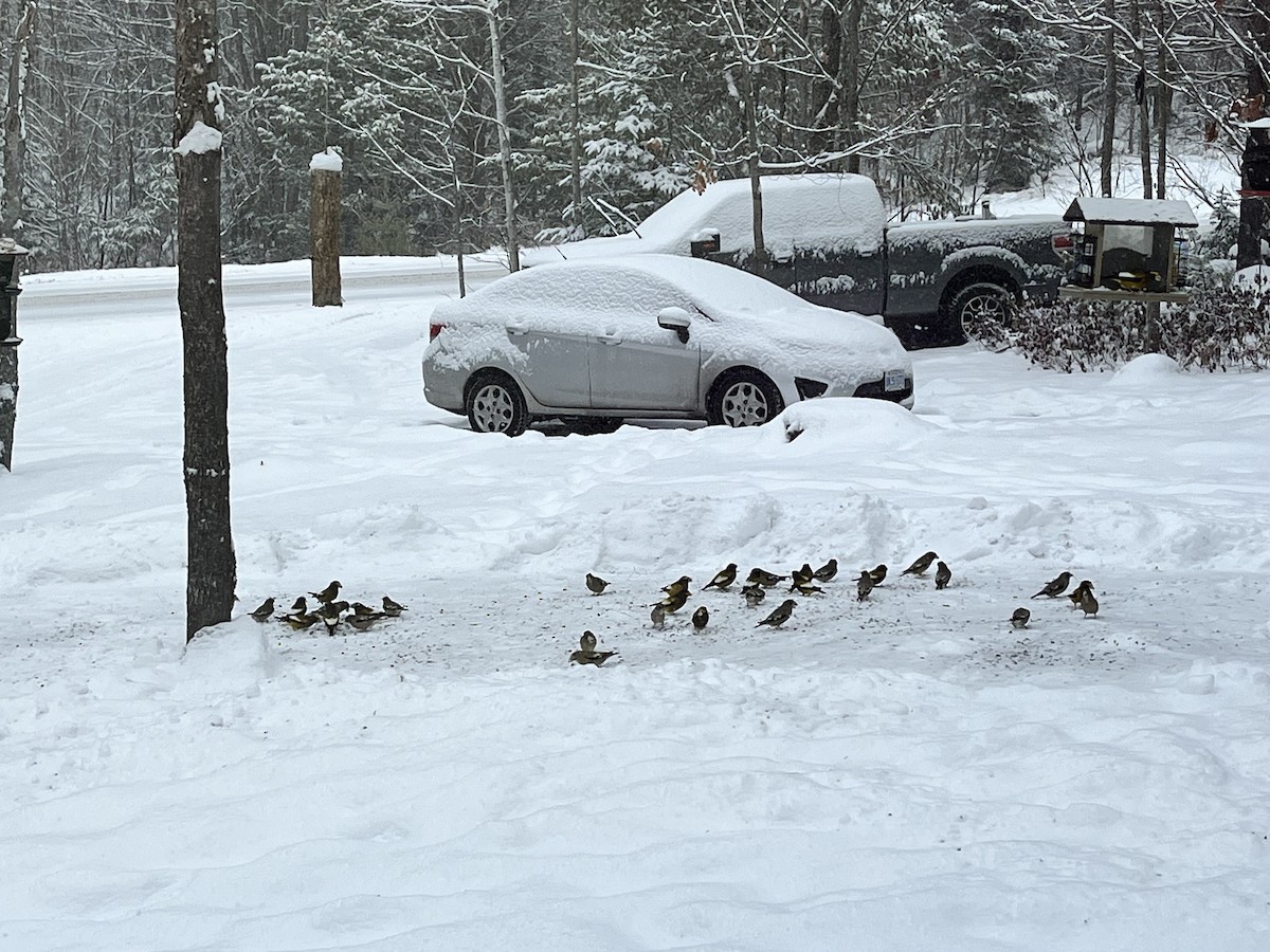 Evening Grosbeak - ML647073613