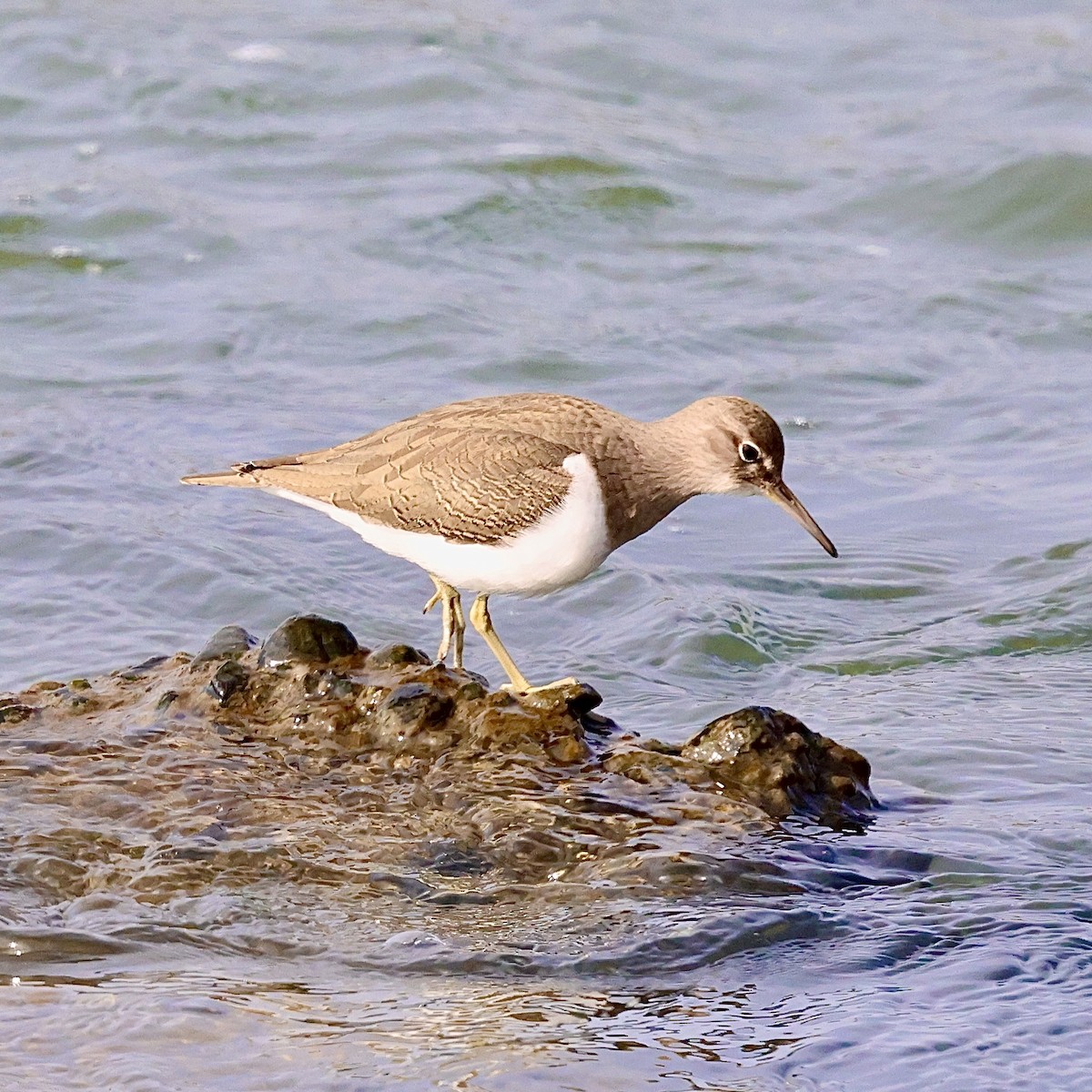 Набережник палеарктичний - ML647073621