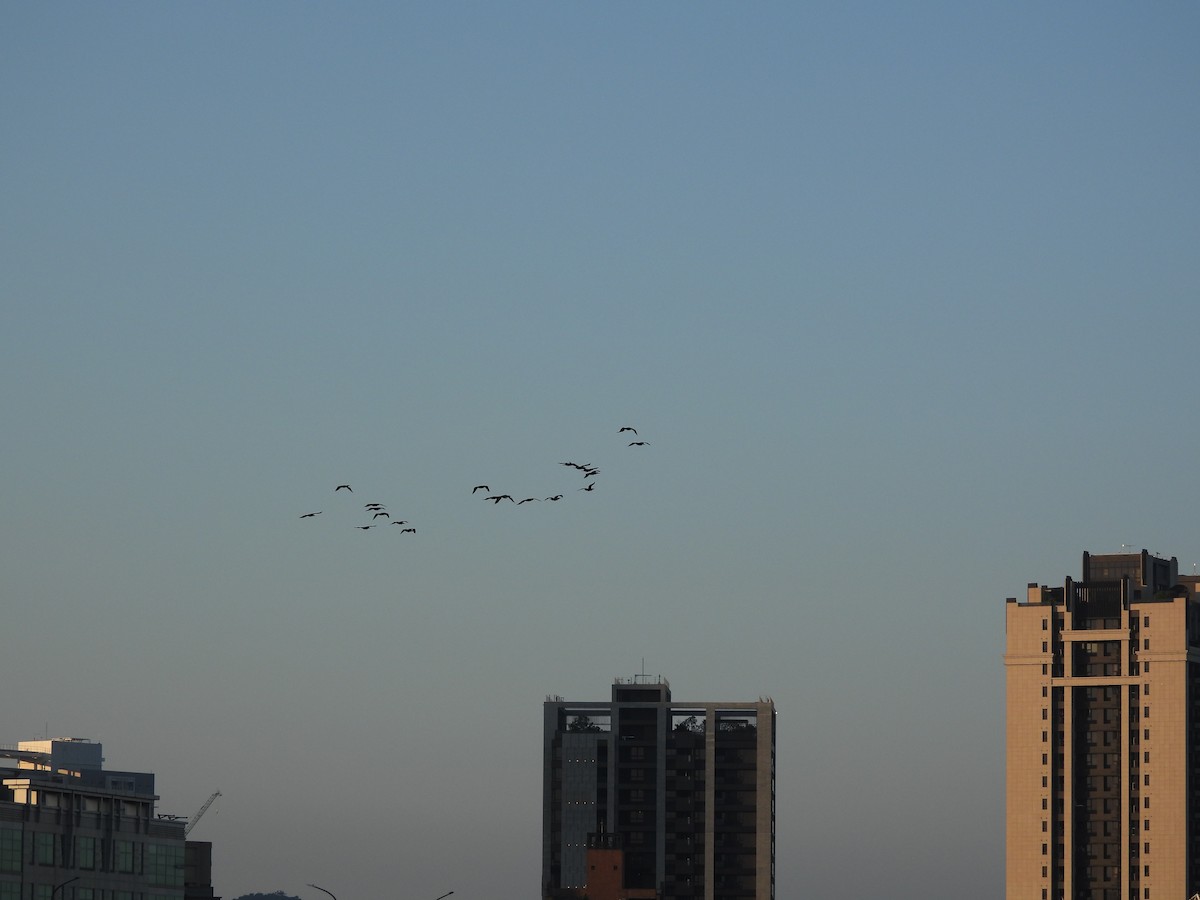 kormorán velký - ML647073622