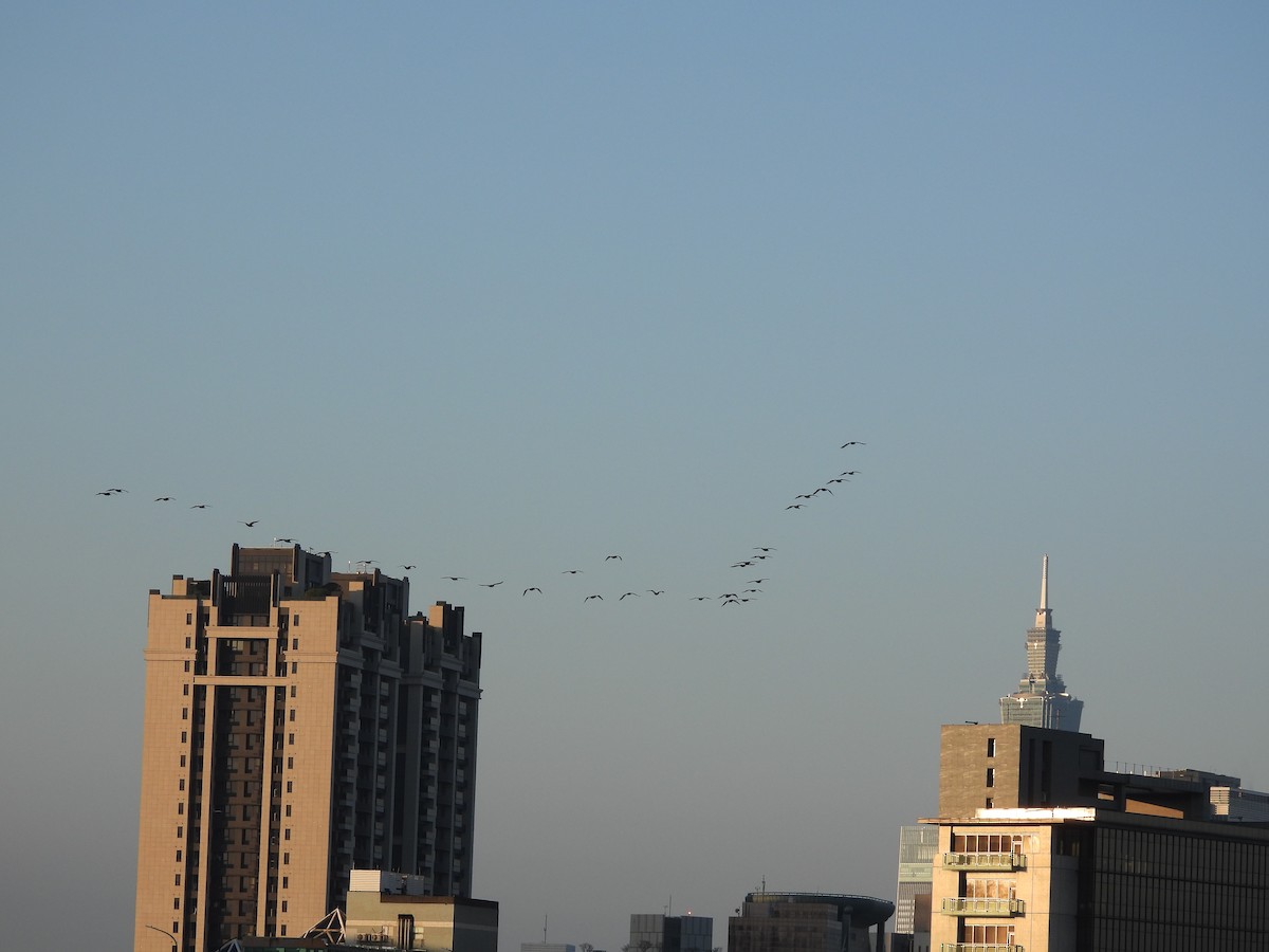 kormorán velký - ML647073623