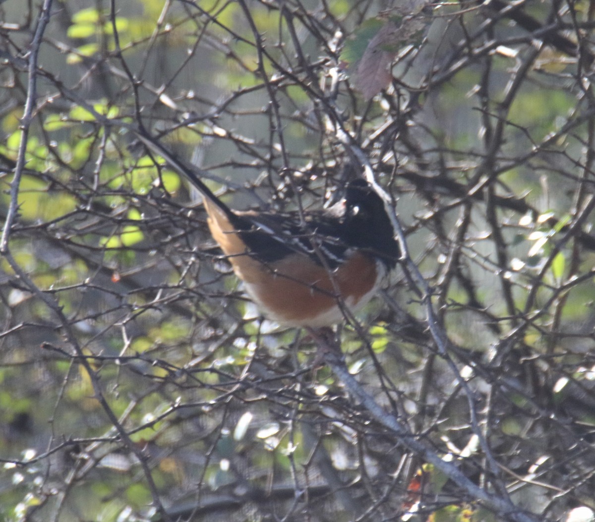 Spotted Towhee - ML647073627