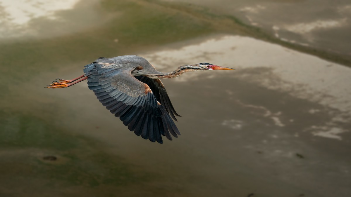 Héron pourpré - ML647073628