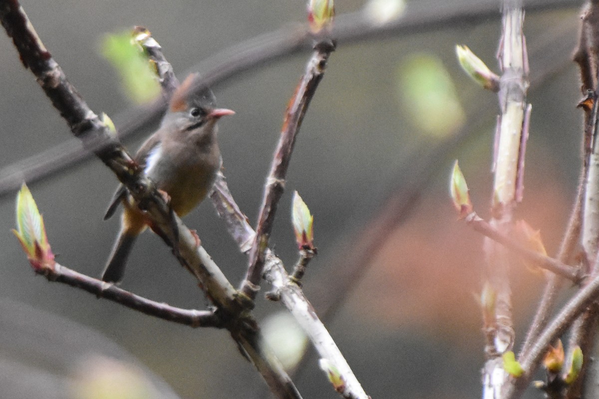 rustnakkeyuhina - ML647073635