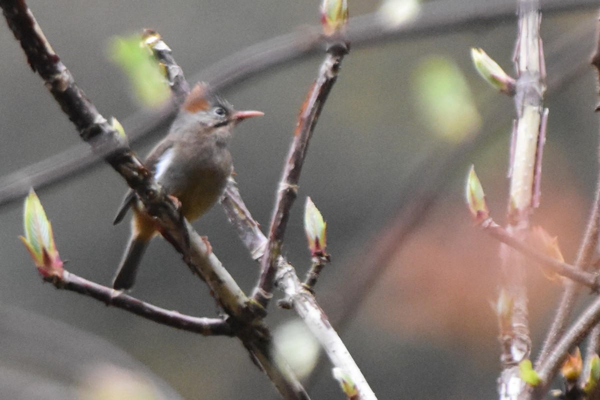 rustnakkeyuhina - ML647073636