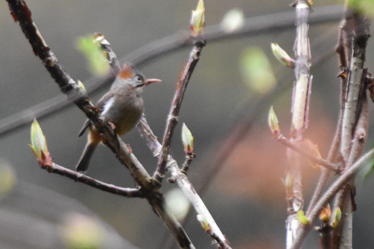 rustnakkeyuhina - ML647073638